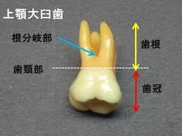 根分岐部